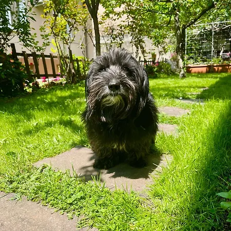 Le Rose * Τεργέστη